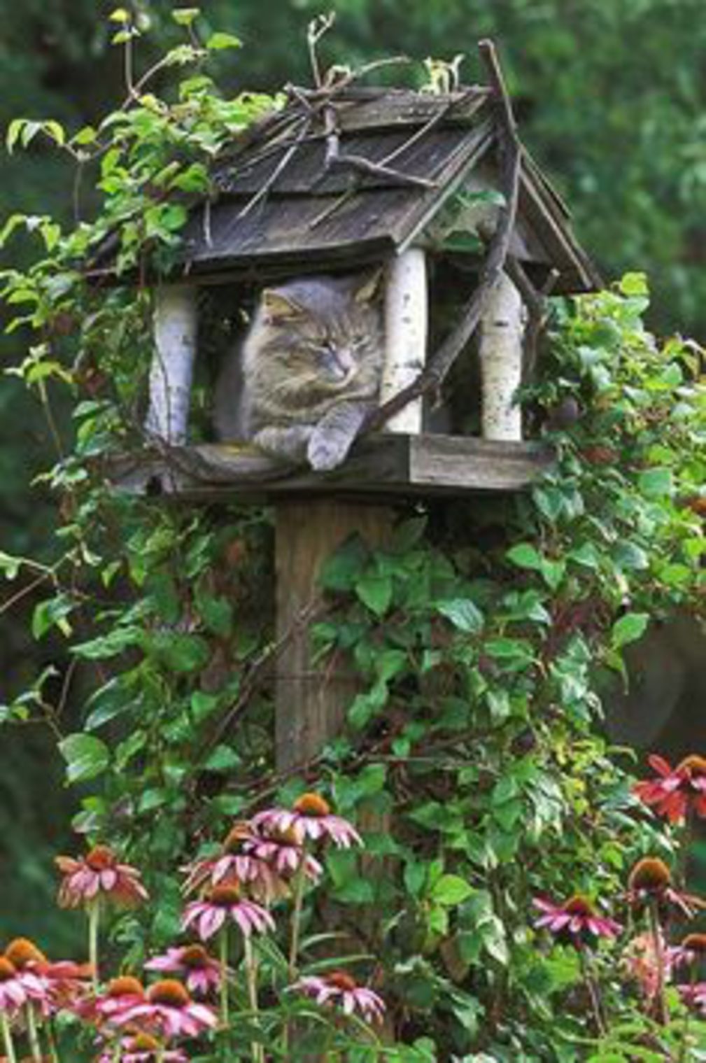 arbre a chat jardin